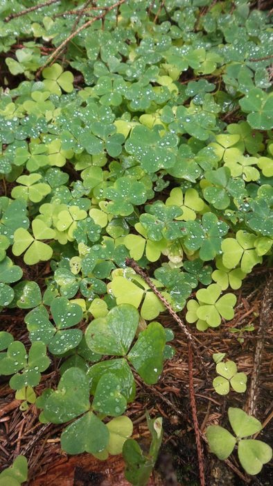 green shamrock on the ground