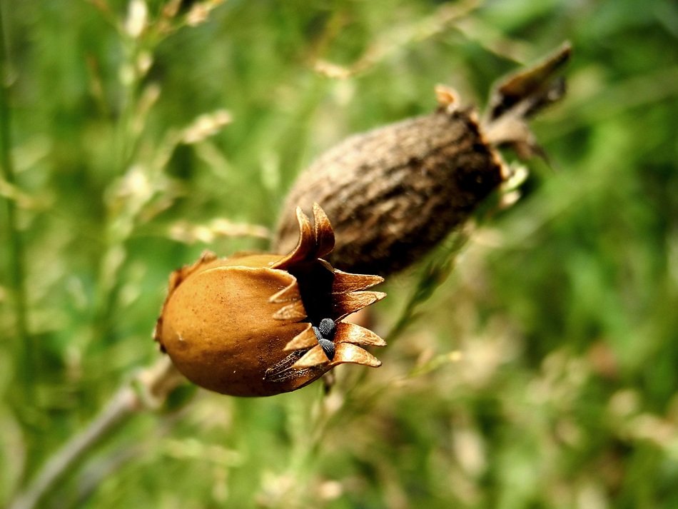 odkvetlý Seeds