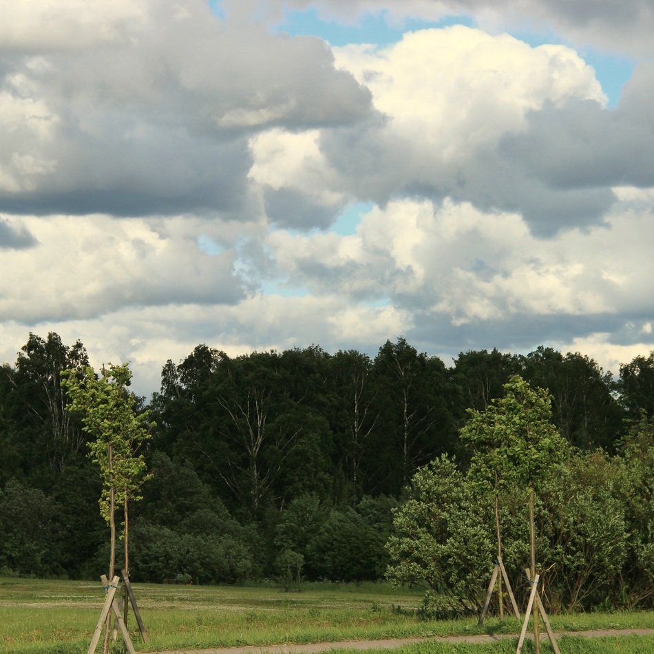 white clouds over the summer forest