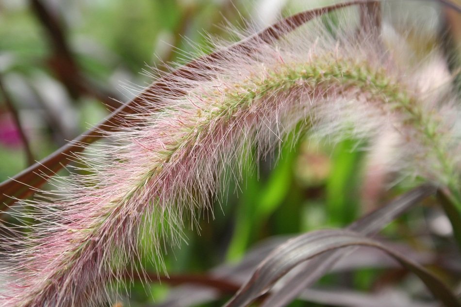 Grasses Reed Bordeaux close-up on blurred background
