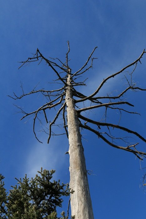 bottom view of tall dead maiden against the blue sky