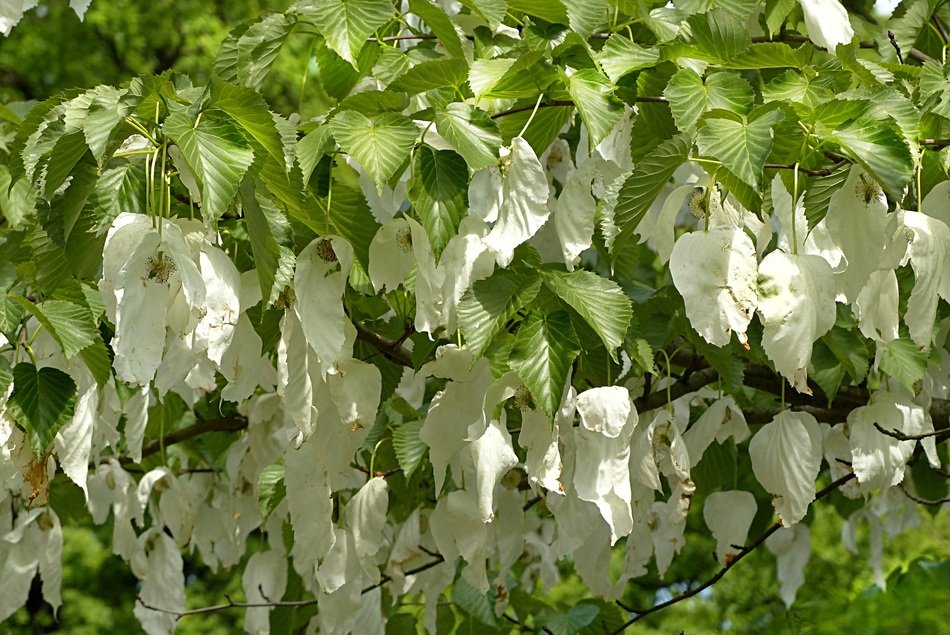 Handkerchief tree in spring