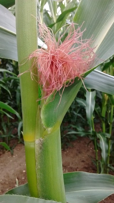 Corn Nature