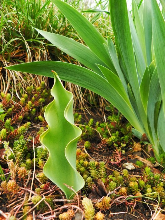 green tulip plant