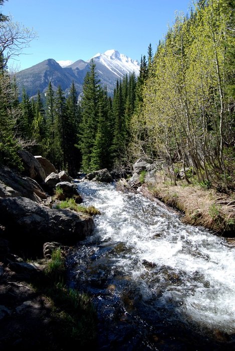 glacial creek among the forest