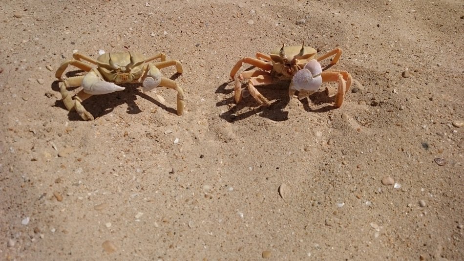 two lobsters in the sand under the sun