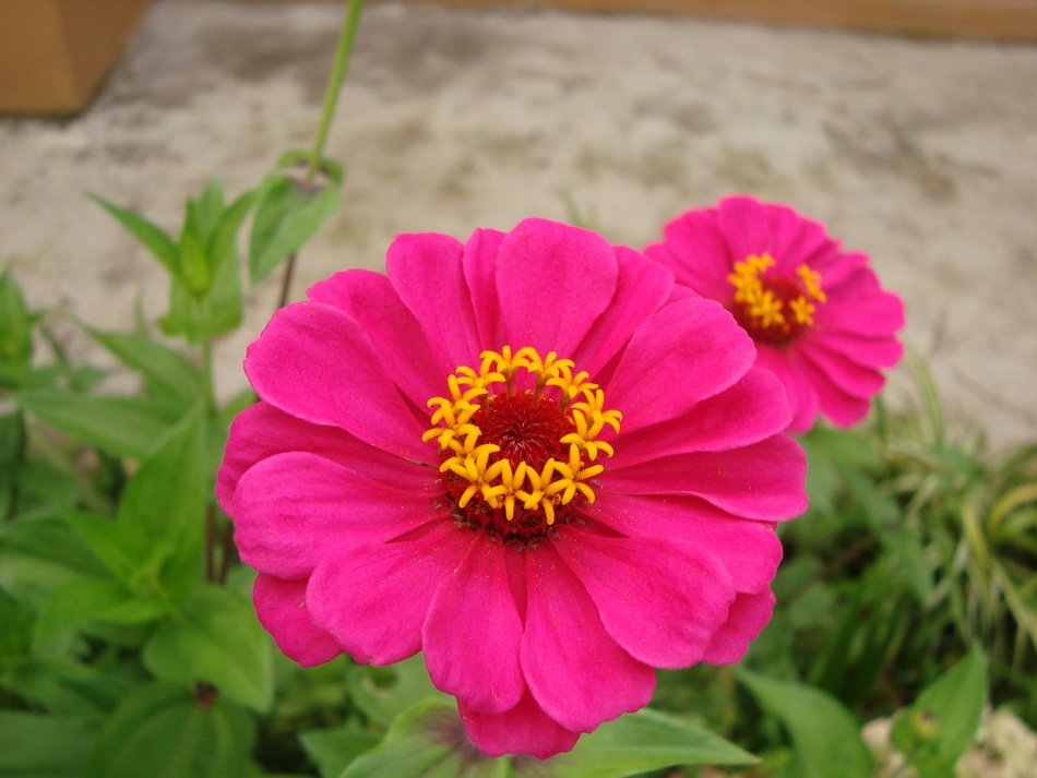 Zinnia Flowers on a blurred background