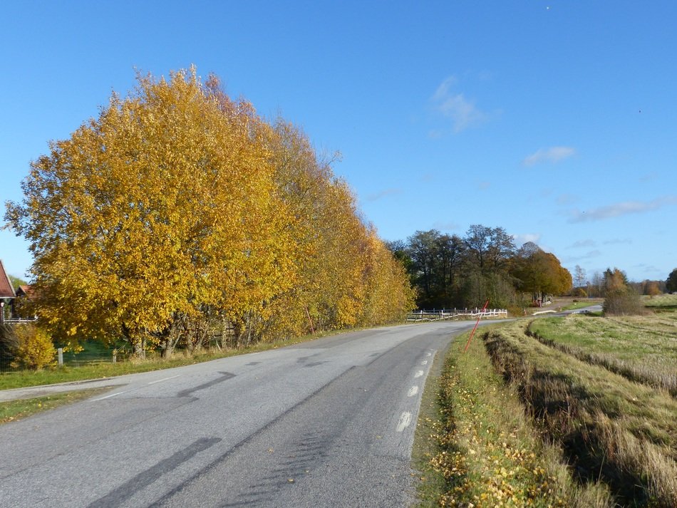 autumn birches and rural field along the highway