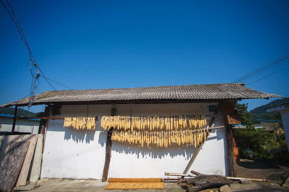 drying corn in the Korean countryside