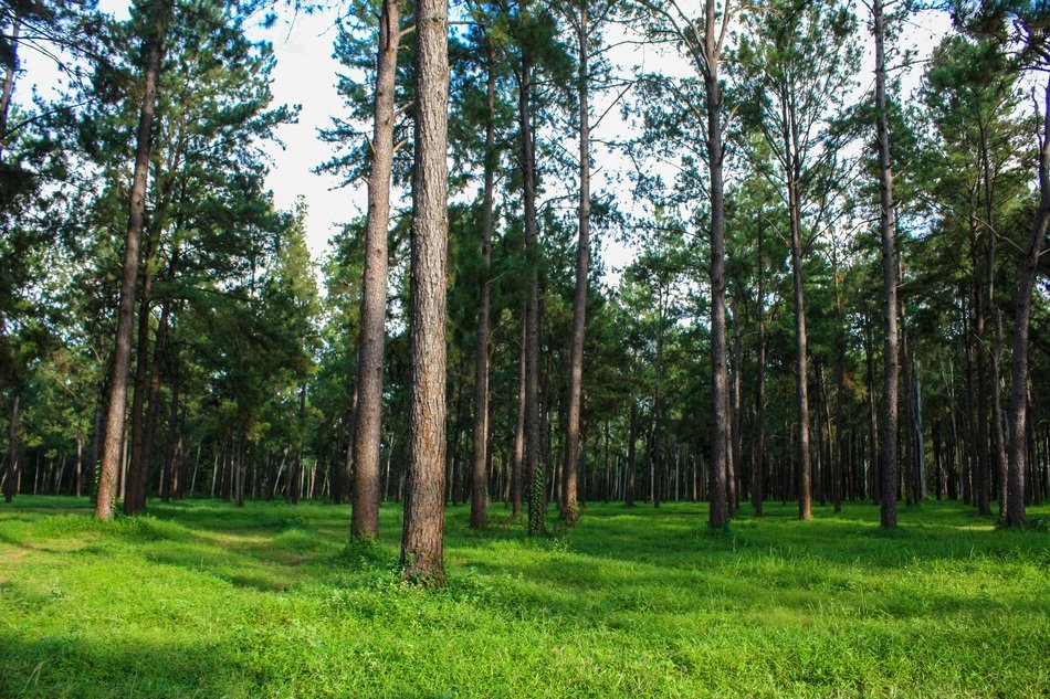 pine forest in spring