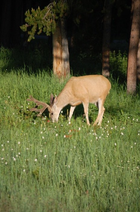 picturesque and pretty Deer