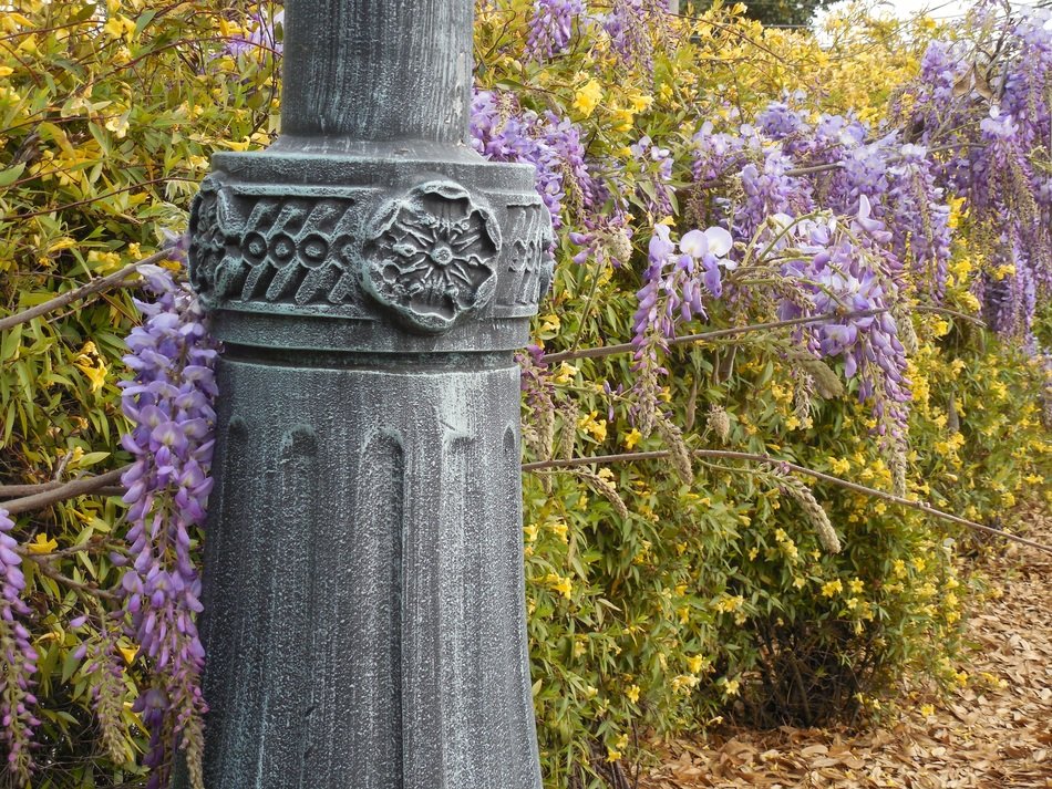 thickets of wisteria near the lamppost