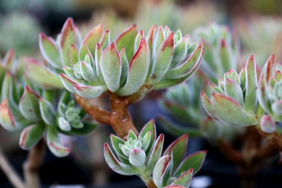 fleshy plant as an ornamental plant