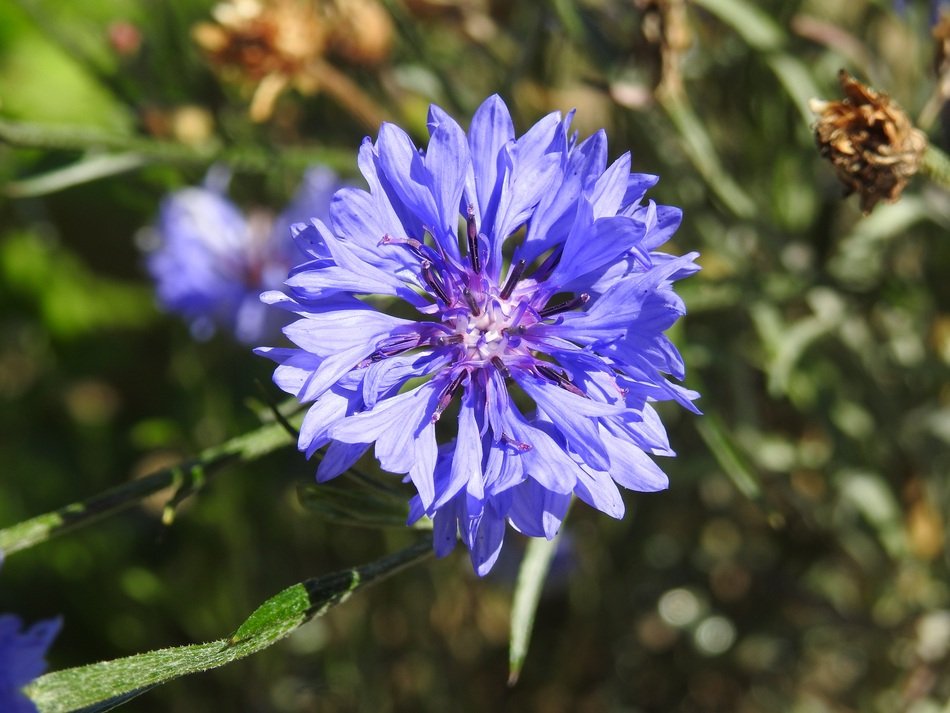 intense blue cornflower