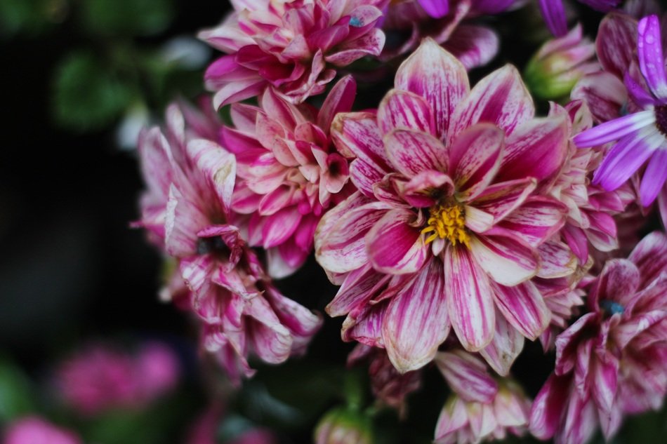 Close-up of the withered purple and white flowers