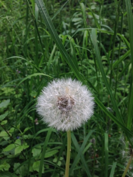 Dandelion seed head among gress on Meadow