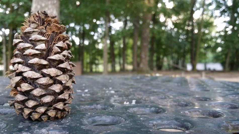 pinecone pineapple on a blurred background