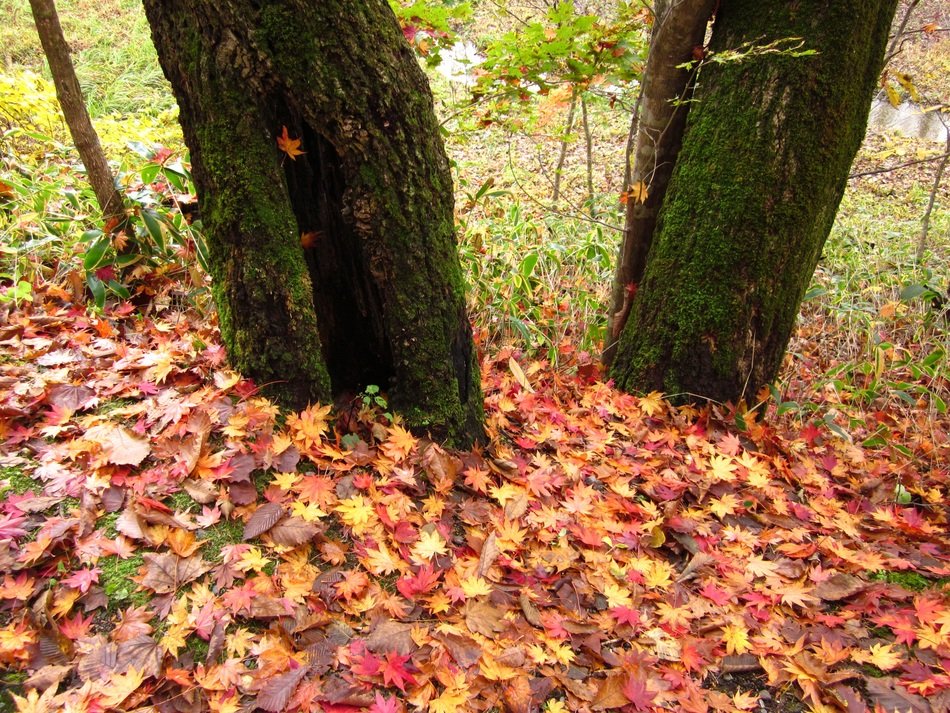 Autumn Fallen Leaves Wood Forest