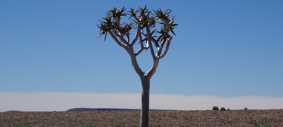 Quiver Tree in desert, Namibia