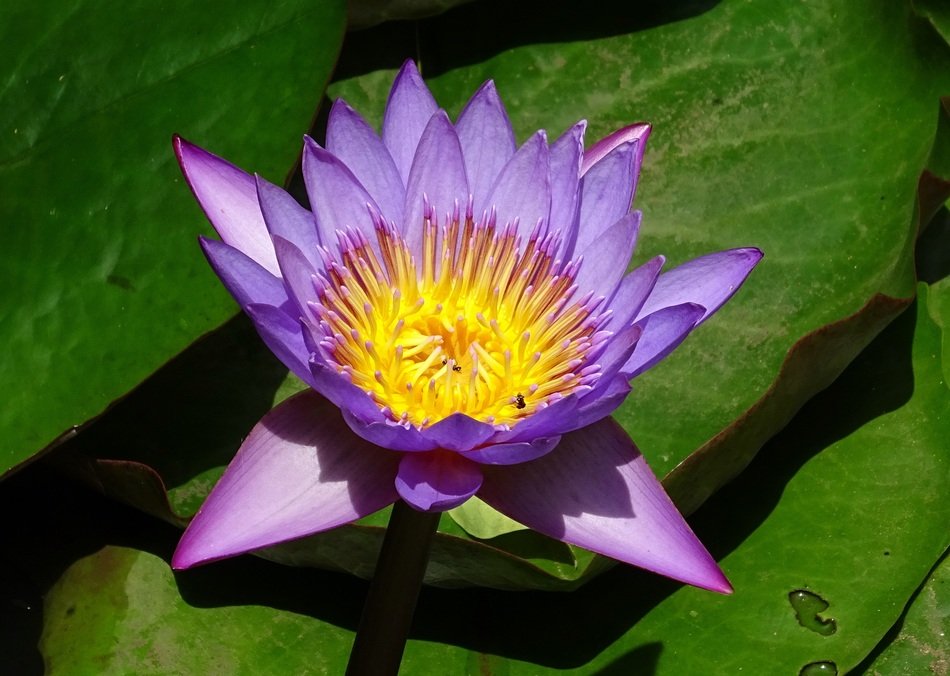 lily flower in the small pond