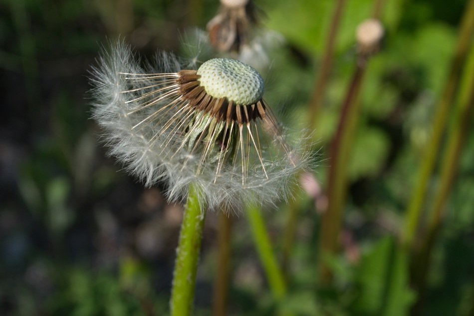 dandelion in Vladivostok