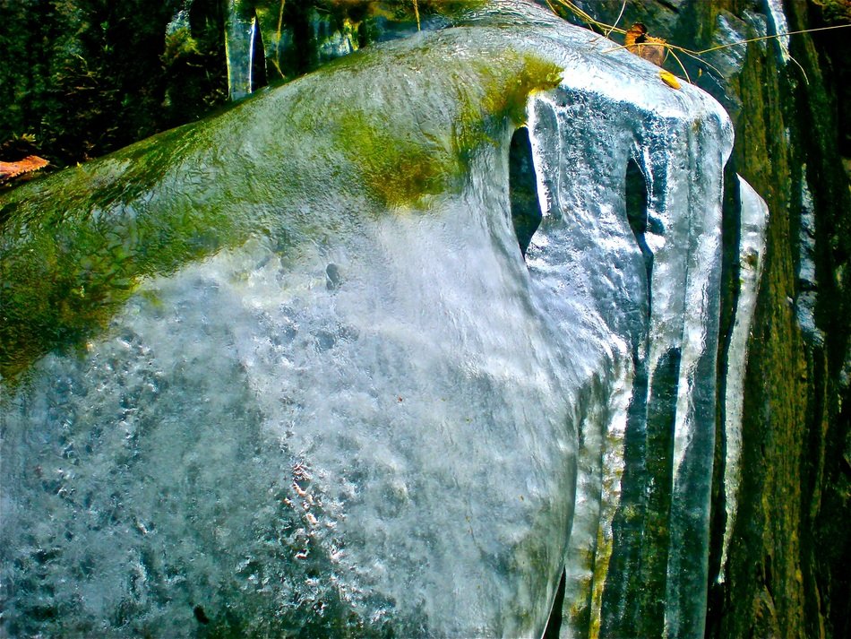 natural art of iced plants in winter