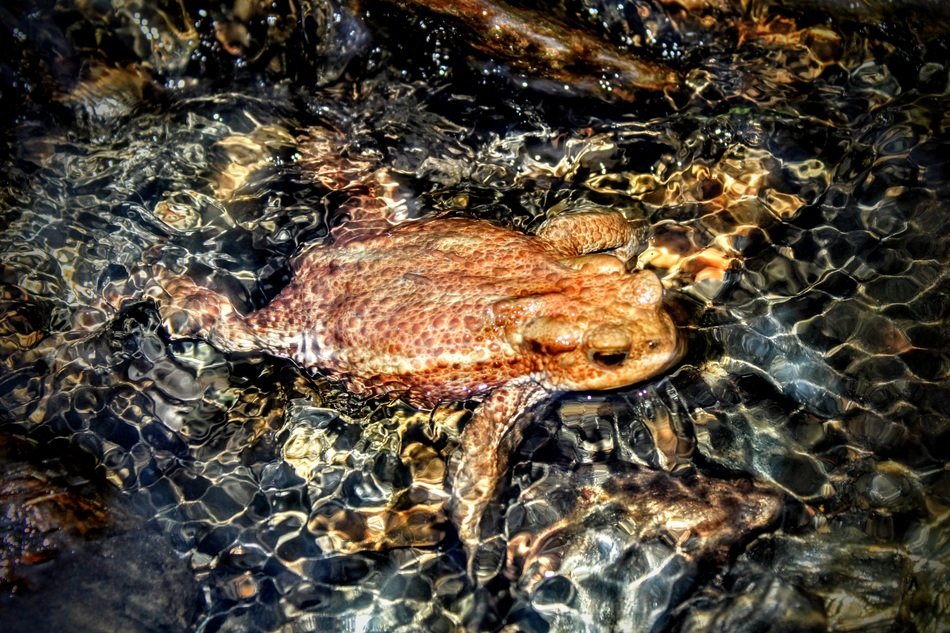 picturesque and pretty Frog