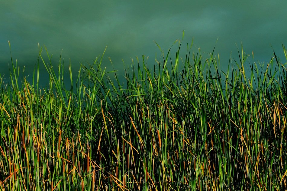Landscape with the green grass