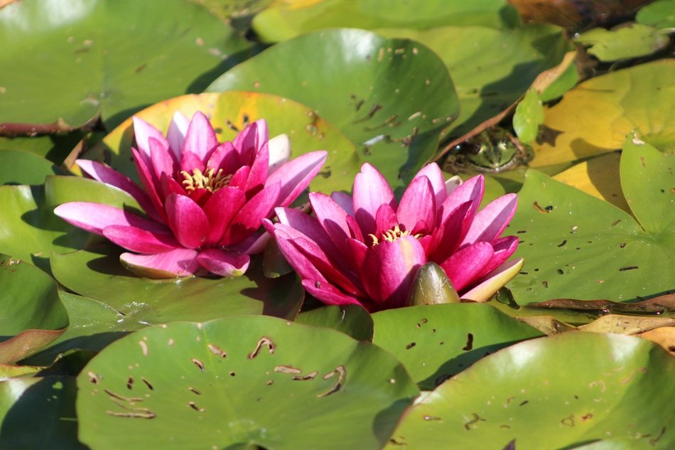 Two water lilies on the water
