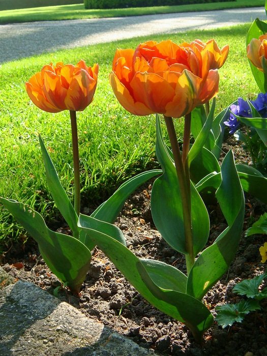 orange tulips in a flowerbed in the Netherlands