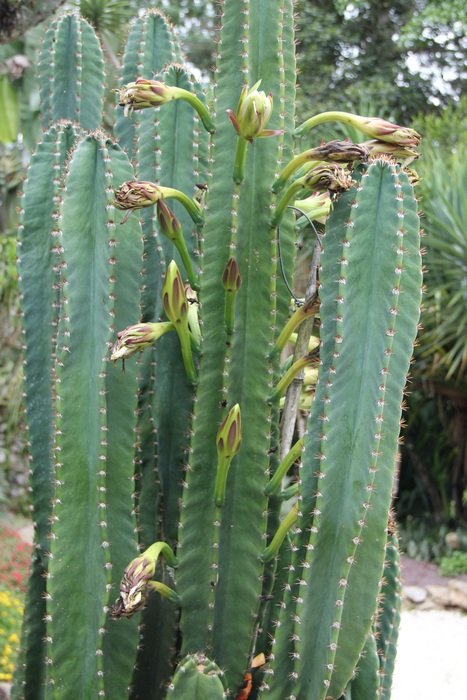 Columnar cacti in Costa Rica