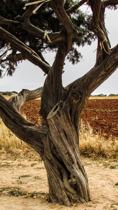 exotic tree in the cape greco