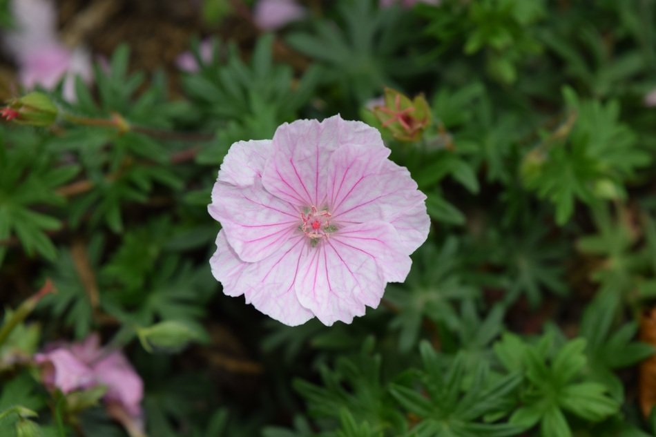 Close up picture of pink bloom