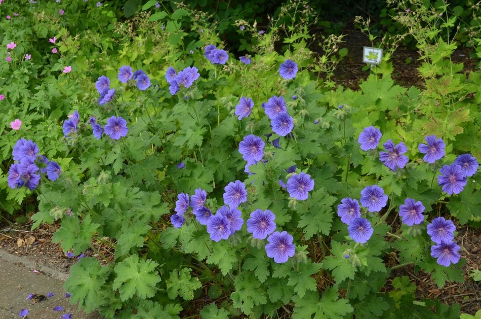 Picture of the geranium flowers in a Garden