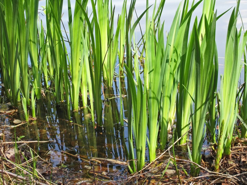 Plants in the lake in spring