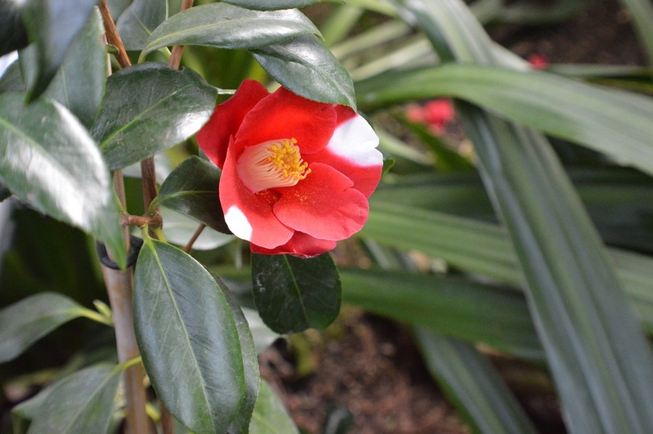 Beautiful camelie flowers blossom on the plant