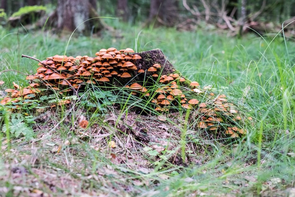 mushrooms at the forest edge close up