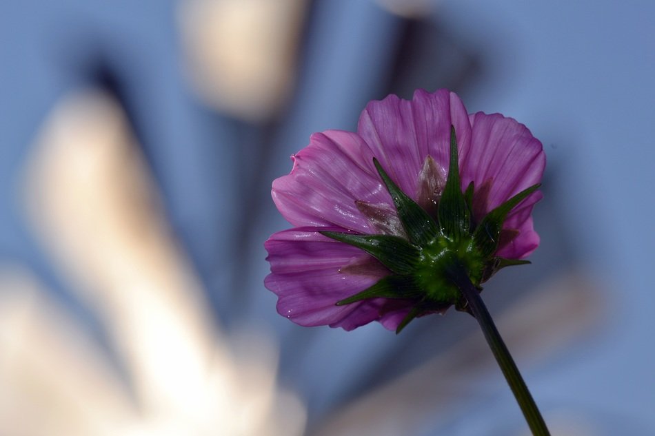 pink Bright Flower