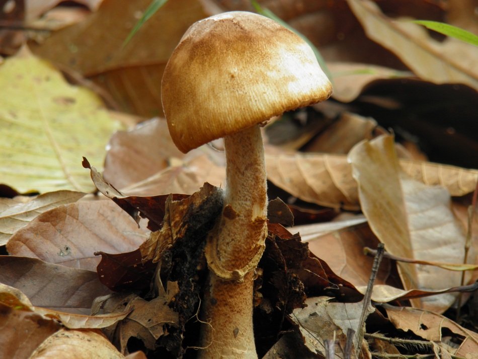 Fungi mashroom in dry leaves Nature