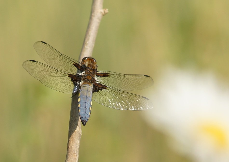 Dragonfly Černořitka