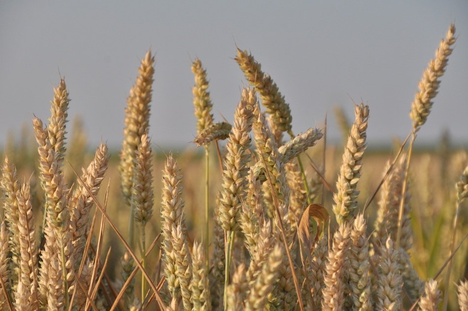 golden ears of wheat under the rays of the morning sun