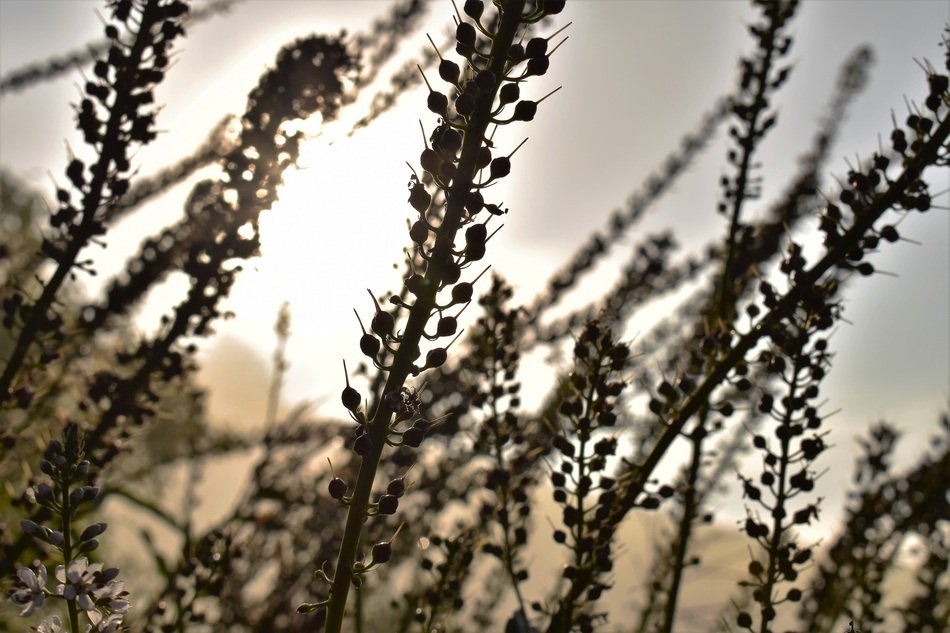 silver candles on the plant