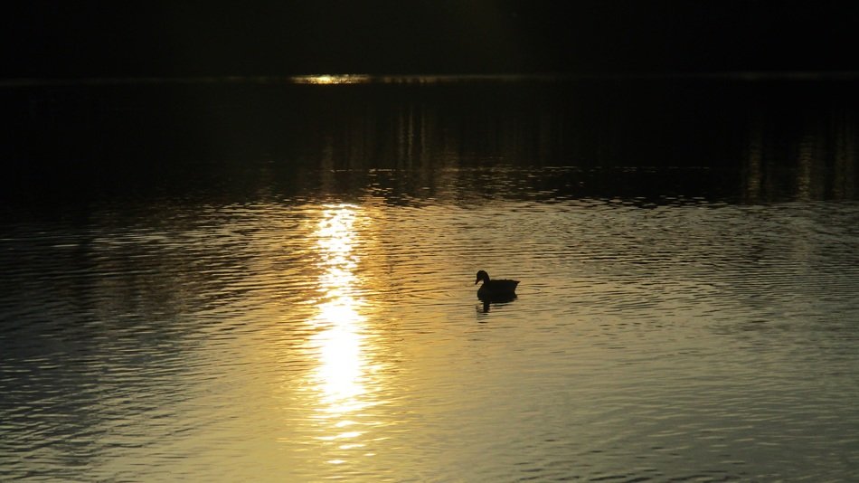 duck on the lake at sunset