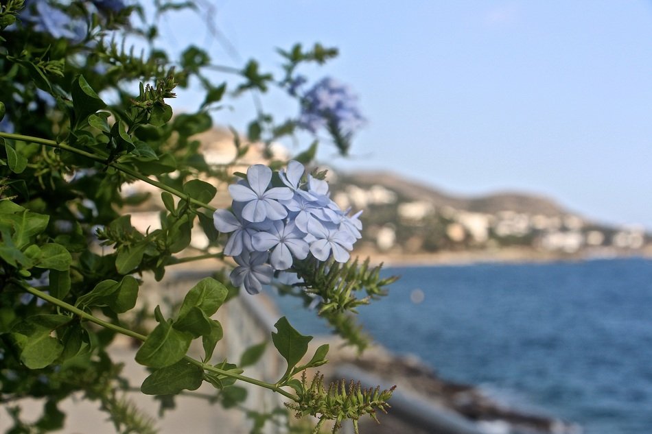 panoramic view of the coast in blurry background