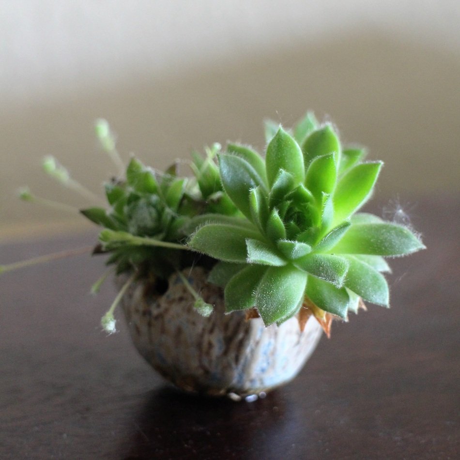 Houseleek in small pot, Kusamono Bonsai