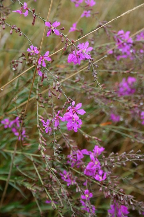 summer plant with pink flowers close-up