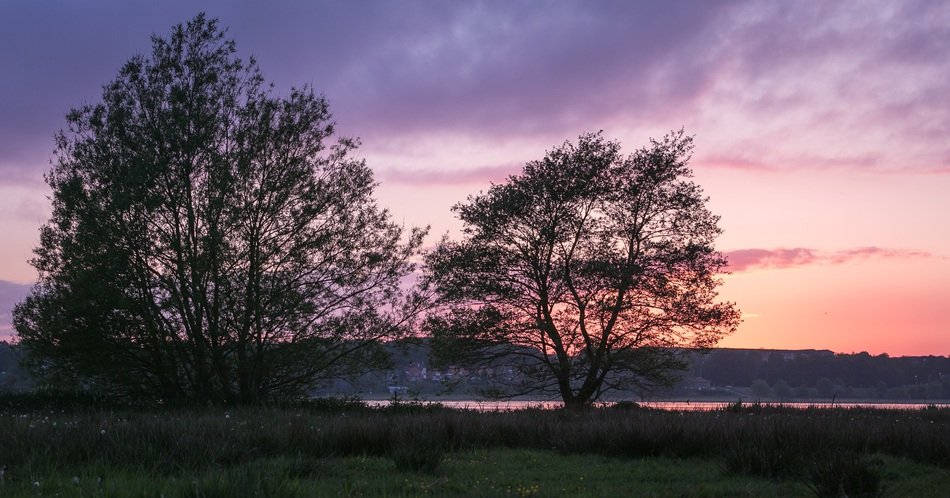 Søndersø trees