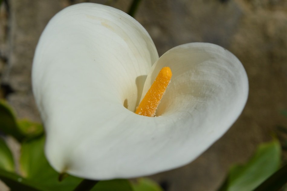 white arum in the garden