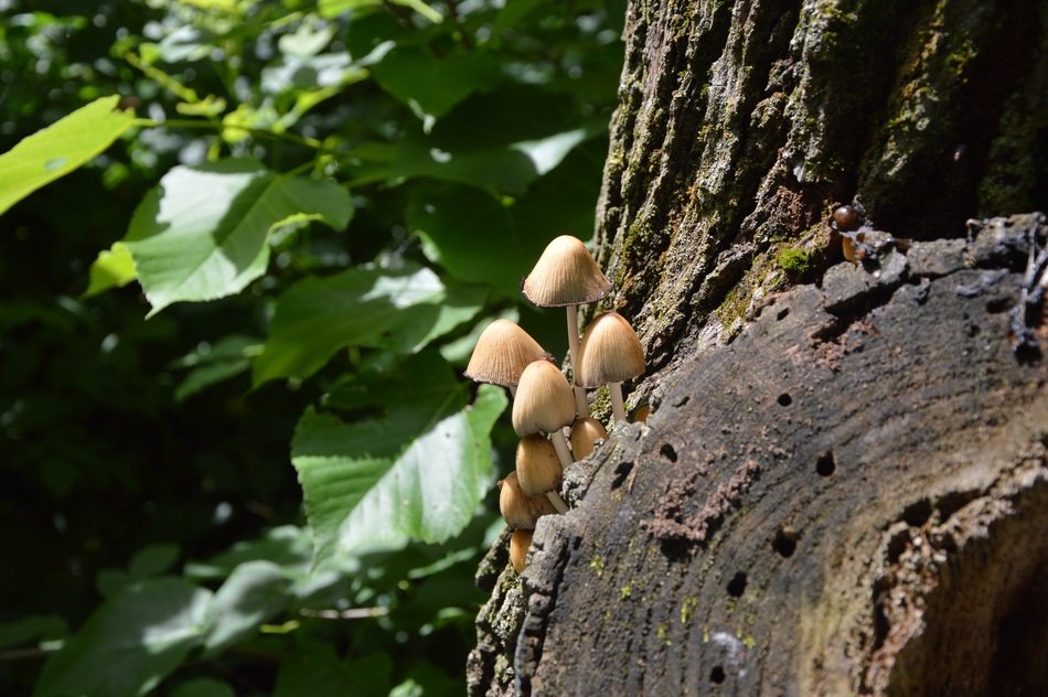 Fungus in the forest in Canada