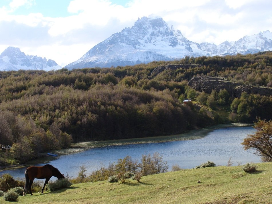 horse by the river in chile
